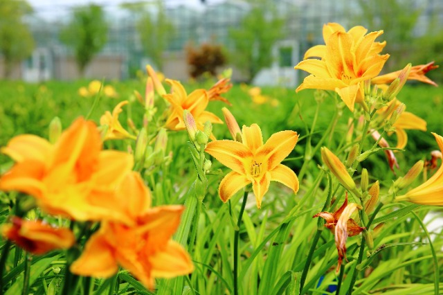 校地?cái)y手讓小小萱草花釋放大能量。學(xué)校供圖