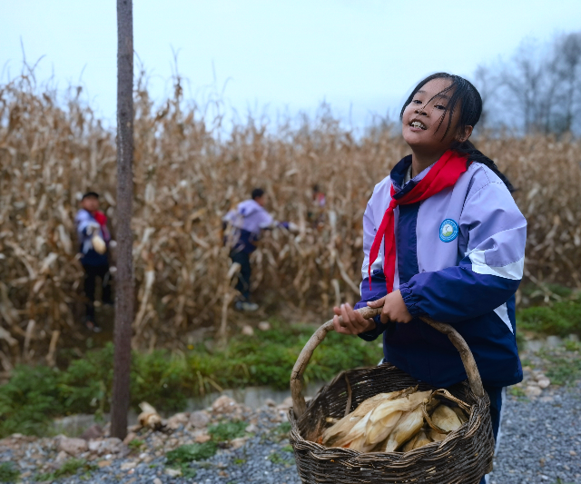 學(xué)生分工明確，將玉米運(yùn)到空地處.jpg